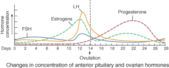 <strong>What occurs as a result of the spike in LH concentration seen here?  </strong> A) Primary follicles mature into secondary follicles B) Ovulation C) Menstruation D) Degeneration of the corpus luteum <div style=padding-top: 35px> 