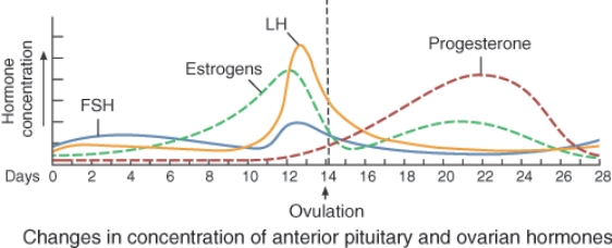 <strong>The rise in progesterone seen here is associated with:  </strong> A) the menstrual phase. B) the preovulatory phase. C) ovulation. D) the postovulatory phase. <div style=padding-top: 35px> 