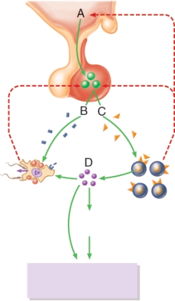 <strong>The process that decreases the release of A and C is called:  </strong> A) positive feedback. B) hormone feedback. C) negative feedback. D) inhibin. <div style=padding-top: 35px> 