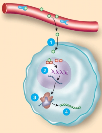 <strong>Which statement below would accurately describe step 1? </strong> A) The hormone diffuses into the cell. B) The receptor/hormone complex alters gene expression. C) Messenger RNA directs formation of new protein. D) New protein alters cell activity.