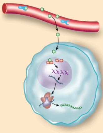 <strong>The type of hormone depicted here is a/an: </strong> A) exocrine hormone. B) protein hormone. C) steroid hormone. D) water-soluble hormone.