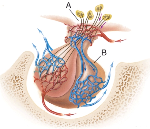 <strong>Which hormone would be produced by structure B? </strong> A) Glucagon B) ADH C) hGH D) T4