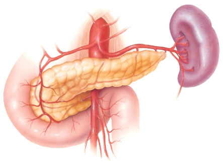 <strong>Which statement regarding this organ is true? </strong> A) It is both endocrine and exocrine. B) It is involved in maturation of certain immune cells. C) It is responsible for the fight-or-flight response. D) This organ's endocrine function becomes limited after puberty.
