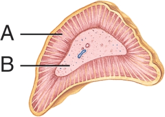 <strong>Which hormone is produced in the region labeled B? </strong> A) Epinephrine B) Insulin C) Glucagon D) T3