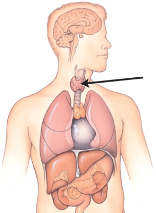 <strong>What is the name of this gland? </strong> A) Thyroid gland B) Thymus gland C) Adrenal gland D) Pancreas