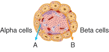 <strong>Hormone A is released under which conditions? </strong> A) At homeostatic blood glucose levels B) High blood glucose levels C) When glucose levels rises above homeostatic values D) Low blood glucose levels