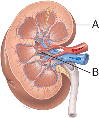 <strong>Which structure is labeled A? </strong> A) Renal pelvis B) Renal capsule C) Renal cortex D) Renal medulla