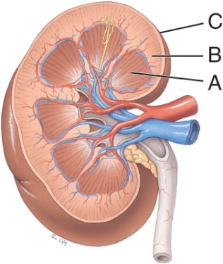 <strong>Which region is involved in producing the urine? </strong> A) A B) B C) C D) All of these choices E) A and B