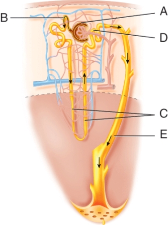 <strong>Which structure is labeled D? </strong> A) Glomerulus B) PCT C) DCT D) loop of Henle