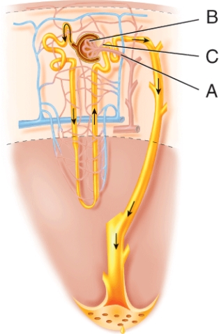 <strong>Why is blood vessel C smaller in diameter than blood vessel A? </strong> A) There is less blood volume in C B) To create back pressure C) There is more blood volume in A D) A is an artery and arteries are larger than veins