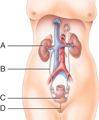 <strong>What is the function of structure D? </strong> A) Filter blood B) Produce urine C) Store urine D) Transport urine