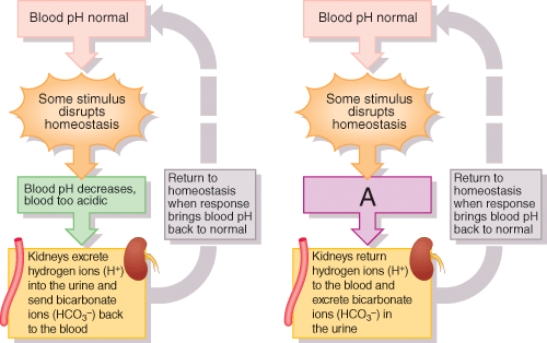<strong>In the process diagram, what is the change in box A? </strong> A) Blood pH is too acidic. B) Urine pH is too acidic. C) Blood pH is too basic. D) Urine pH is too acidic.