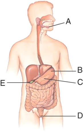 <strong>What is the name of structure D? </strong> A) Appendix B) Anus C) Transverse colon D) Rectum