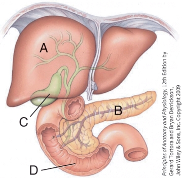 <strong>What is the function of structure C? </strong> A) Production of enzymes necessary for digestion B) Absorption of water C) Storage of bile D) Absorption of vitamins