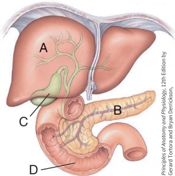 <strong>In the illustration, which organ secretes digestive enzymes and produces hormones? </strong> A) A B) B C) C D) D