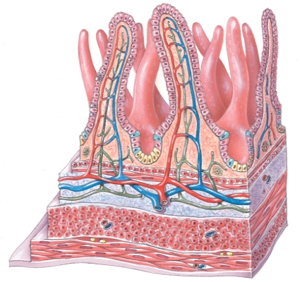 <strong>With what digestive organ are these structures associated? </strong> A) Tongue B) Liver C) Small intestine D) Pancreas