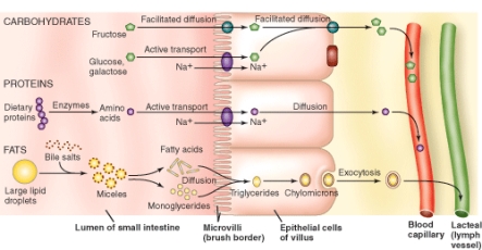 <strong>Which nutrient requires the least energy expenditure to arrive in the blood stream? </strong> A) Fructose B) Glucose C) Amino acids D) Fatty acids and monoglycerides