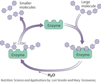 <strong>What kind of enzyme is shown in this picture? </strong> A) Hepatocyte B) Synthatase C) Hydrolase D) Synthase