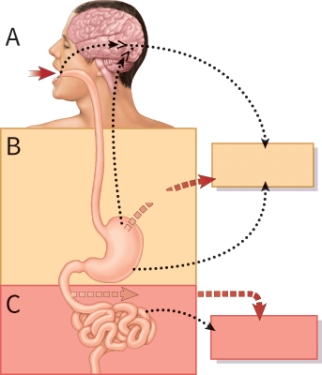 <strong>During phase B the release of which hormone increases? </strong> A) CCK B) Secretin C) Gastrin D) Pepsin