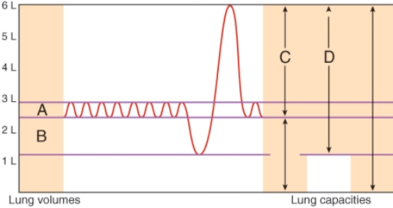 <strong>In the diagram which letter indicates vital capacity?  </strong> A) A B) B C) C D) D <div style=padding-top: 35px> 