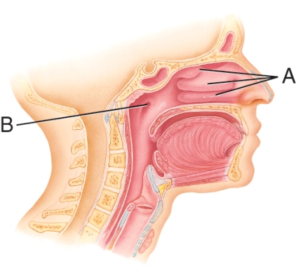 <strong>What is the name of the structure labeled B?  </strong> A) Nasal cavity B) Uvula C) Auditory tube D) Trachea <div style=padding-top: 35px> 