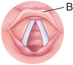 <strong>What is the purpose of the structure labeled B?  </strong> A) Prevent food from entering the trachea B) Direct food into trachea C) Produce sound D) Close off the esophagus during breathing <div style=padding-top: 35px> 