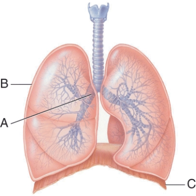 <strong>After air passes through structure A it goes to the:  </strong> A) trachea. B) secondary bronchi. C) terminal bronchiole. D) alveoli. <div style=padding-top: 35px> 