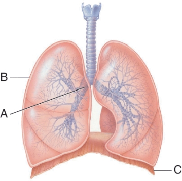 <strong>When does the muscle labeled C contract?  </strong> A) During forced exhalation B) During inhalation C) During passive exhalation D) During inhalation and exhalation <div style=padding-top: 35px> 