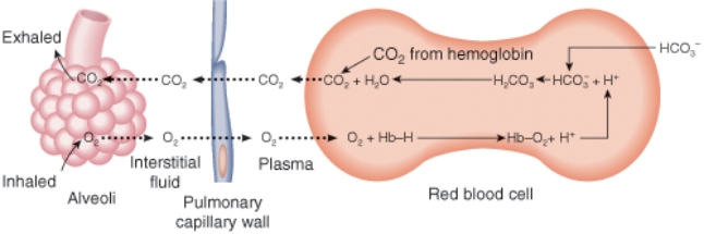 <strong>Which respiratory process is pictured in this diagram?  </strong> A) Ventilation B) External respiration C) Internal respiration D) Gas transport <div style=padding-top: 35px> 