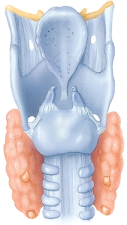 <strong>Identify the structure shown here.  </strong> A) Pharynx B) Trachea C) Larynx D) Laryngopharynx <div style=padding-top: 35px> 