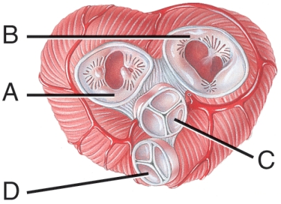 <strong>Which letter identifies the tricuspid valve? </strong> A) A B) B C) C D) D