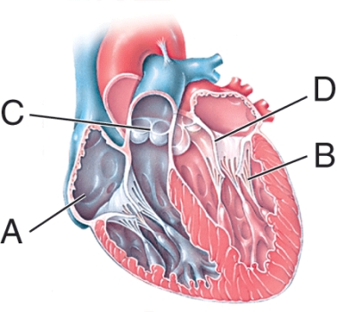 <strong>What is the function of the structure labeled B? </strong> A) It pulls the valves open. B) It prevents closure of the valves. C) It prevents the valves from projecting into the atria. D) It helps push blood from the ventricles into the atria.