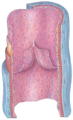 <strong>How do you know this is a picture of a vein? </strong> A) There is a lumen. B) There is muscle present. C) There is a valve. D) It has a thick wall.