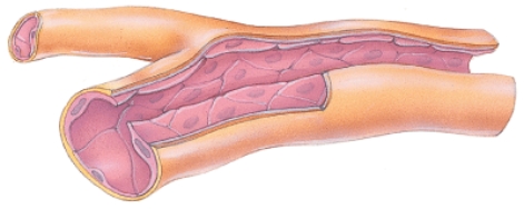 <strong>How do you know this is a capillary? </strong> A) There is a lumen. B) It has the simplest structure; very thin. C) There is endothelium. D) The branching seen here is only found in capillaries.