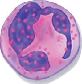 <strong>What type of white blood cell is this? </strong> A) Neutrophil B) Basophil C) Eosinophil D) Monocyte