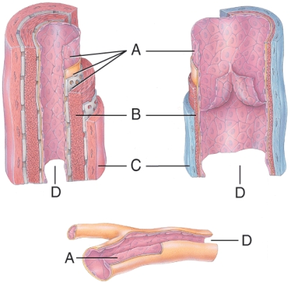 <strong>Which letter identifies the smooth muscle layer? </strong> A) A B) B C) C D) D