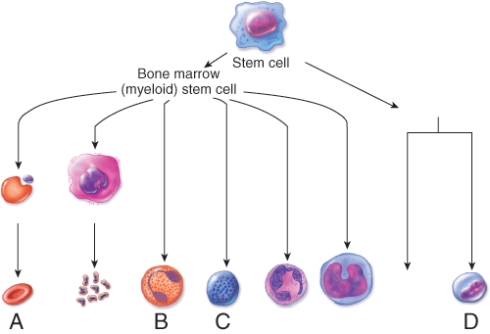 <strong>Which cell is involved in fighting parasitic worms? </strong> A) A B) B C) C D) D