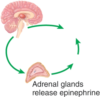 <strong>Which phase of the general adaptation syndrome is depicted here? </strong> A) Exhaustion B) Resistance C) Alarm D) Adaptation
