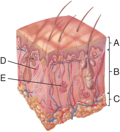 <strong>What is the purpose of D? </strong> A) Produce oil on the hair it is attached to B) Produce sweat C) Produce the color of the hair it is attached to D) To raise its associated hair