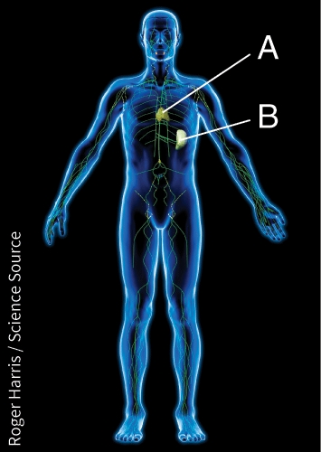 <strong>What is the function of lymphatic structure B? </strong> A) Increase metabolism through release of hormones B) Store fat C) Protect the heart D) Produce mature T cells