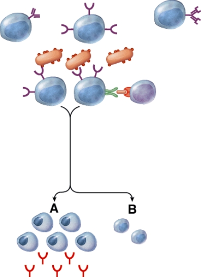 <strong>What is the purpose of the cells labeled B? </strong> A) Produce more T cells B) Produce more macrophages C) Secrete a chemical to activate macrophages D) To serve as a memory of the infection for the future