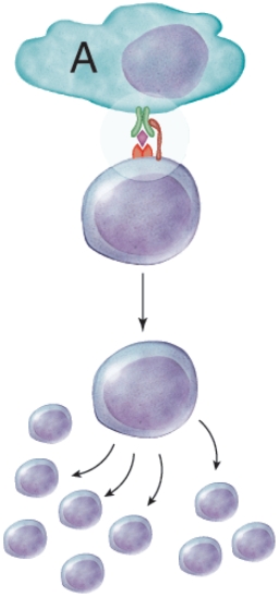 <strong>What is the purpose of the cell labeled A? </strong> A) The cell is going to phagocytize the helper T cell. B) The cell is presenting an antigen that will activate the helper T cell. C) The cell is sending the antigen to the helper T cell to present to a cytotoxic T cell. D) The cell has inactivated the helper T cell.
