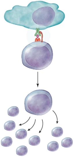 <strong>What type of immunity will be involved next? </strong> A) Humoral immunity B) Cell-mediated immunity C) Lymphatic immunity D) Both Humoral and Cell-mediated immunity