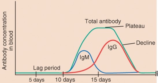 <strong>What is happening during the lag period indicated on this graph? </strong> A) The lymphatic system is recovering from an infection. B) There is no infection yet. C) It takes time to detect the pathogen, stimulate the proper cells, and make antibodies. D) An autoimmune response is being generated.