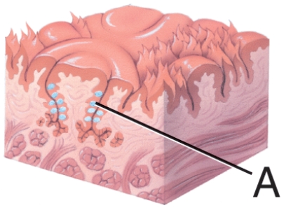 <strong>What is the name of the structure labeled A? </strong> A) Tongue B) Taste pore C) Taste bud D) Papilla