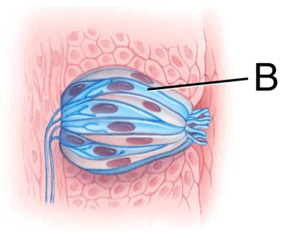 <strong>What is the name of structure B? </strong> A) Gustatory hair B) Receptor cell C) Papilla D) Sensory neuron
