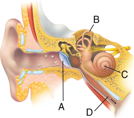<strong>Which structure is important in conducting sound waves? </strong> A) A B) B C) C D) D