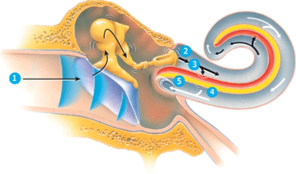 <strong>During which step is a nerve impulse generated? </strong> A) 1 B) 3 C) 4 D) 5