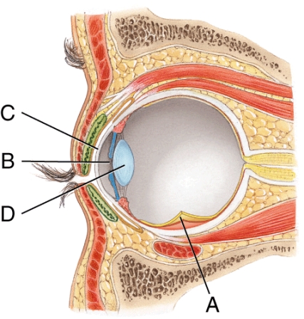 <strong>What is the name of structure B? </strong> A) Cornea B) Pupil C) Lens D) Iris