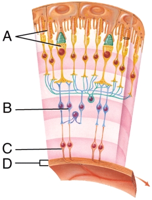 <strong>The structure labeled A represents: </strong> A) bipolar neurons B) the optic nerve C) photoreceptors D) ganglion